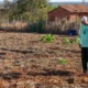 Horta comunitária transforma a vida de famílias em Santana